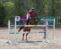 broodmare Navarra (German Riding Pony, 2003, from Night-Star III)