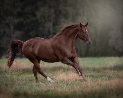 Pferd Eliot (Hessisches Warmblut, 2002, von Equitano)