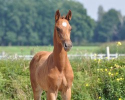 dressage horse Brandy AHA (Westphalian, 2017, from Bretton Woods)