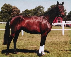 horse Genisis (Trakehner, 1996, from Goldino)