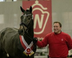 Springpferd Cortez Fz (Italienisches Warmblut, 2018, von Cornet Obolensky)