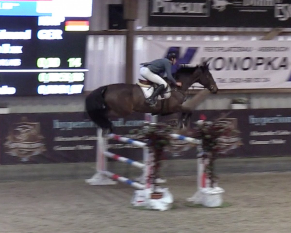 broodmare Iris 149 (KWPN (Royal Dutch Sporthorse), 2013, from Kannan)