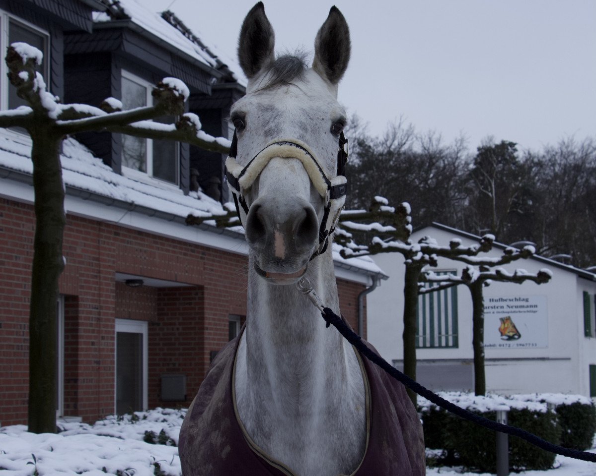 jumper Curacao 29 (Holsteiner, 2015, from Chin Champ)