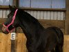 dressage horse Hedegardens Wienna (Danish Warmblood, 2011, from Wynton)