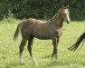 stallion Cobalou 3 (Westphalian, 2017, from Colestus)