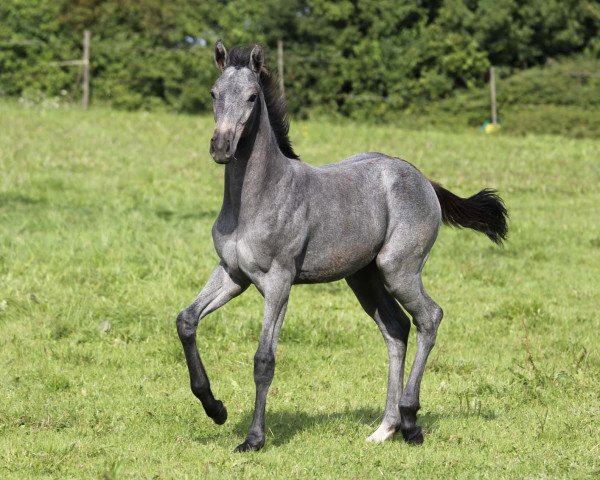 broodmare Zanetti (Westphalian, 2017, from Zinedine)