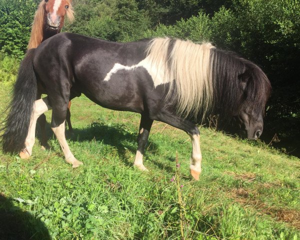 Pferd Stigur vom Fohrenbühl (Islandpferd, 2014, von Náttfari vom Elfenland)