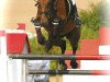 jumper Sir Rupert 3 (Holsteiner, 2000, from Ramirado)