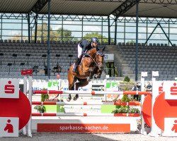 jumper Qualibro (Hanoverian, 2013, from FRH Quaid)