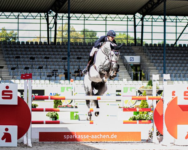 stallion Kannatol (Oldenburg show jumper, 2013, from Kannan)