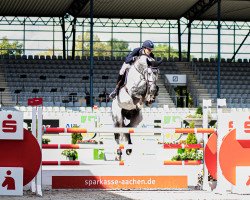 stallion Kannatol (Oldenburg show jumper, 2013, from Kannan)