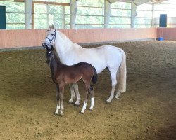 broodmare Theresa IV (Holsteiner, 2003, from Coriolan)