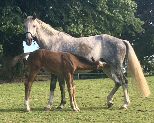 broodmare Goldica (Holsteiner, 2014, from Casall)