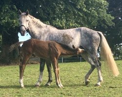 broodmare Goldica (Holsteiner, 2014, from Casall Ask)