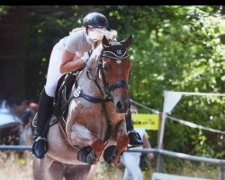 Pferd Eliina (Deutsches Reitpony, 2010, von Bailando)