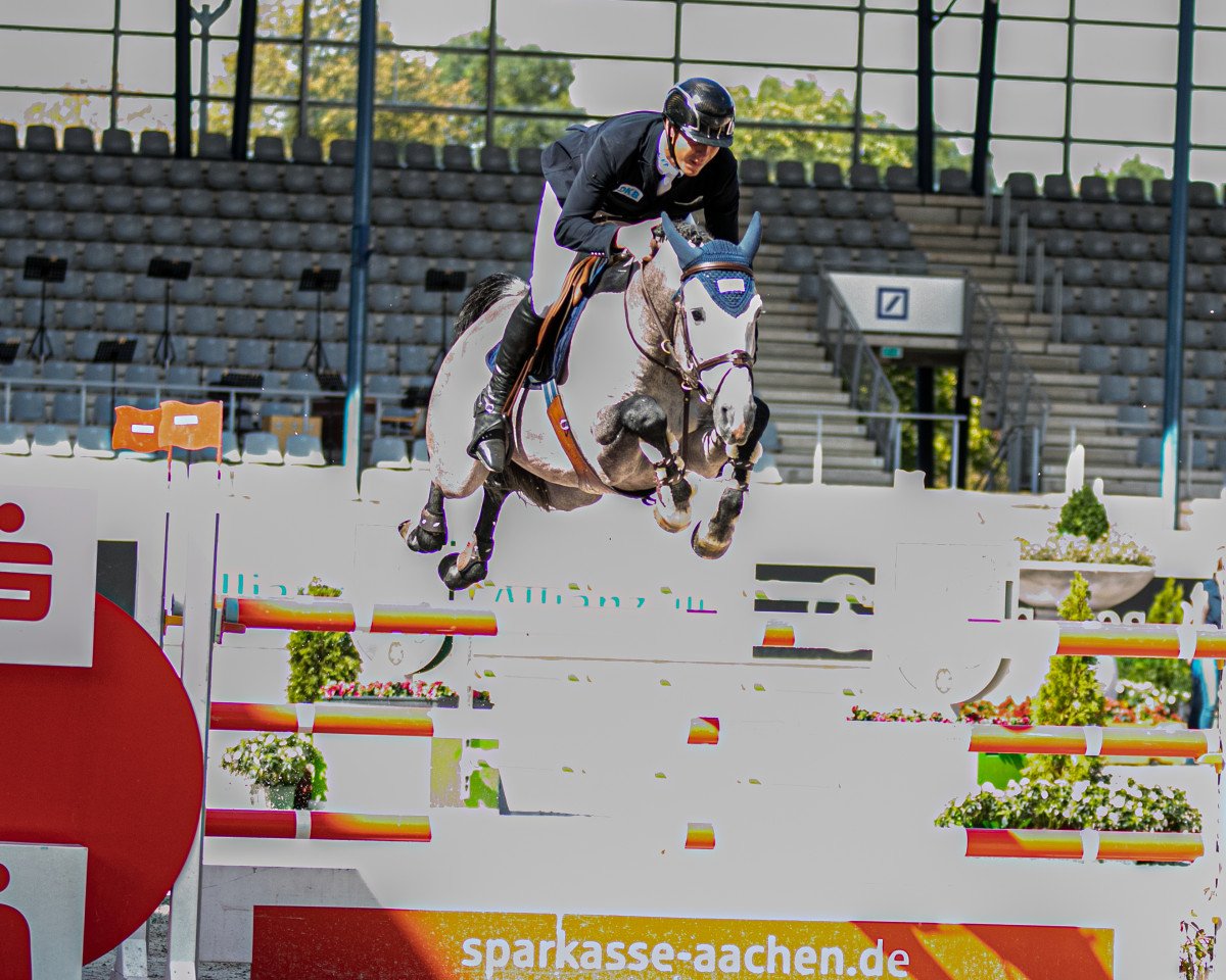 stallion Daymian 4 (Hanoverian, 2013, from Darco)