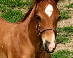 jumper Vasco da Gama (German Warmblood, 2018, from Vagabond de la Pomme)