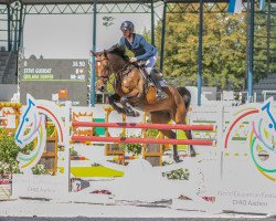 jumper Quilana Denfer (Luxembourg horse, 2013, from Quidam de Revel)