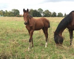 dressage horse Tonic (German Sport Horse, 2020, from Birkhof's Topas FBW)