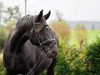 broodmare Dune (Hanoverian, 2008, from Florencio I)