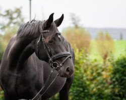 broodmare Dune (Hanoverian, 2008, from Florencio I)