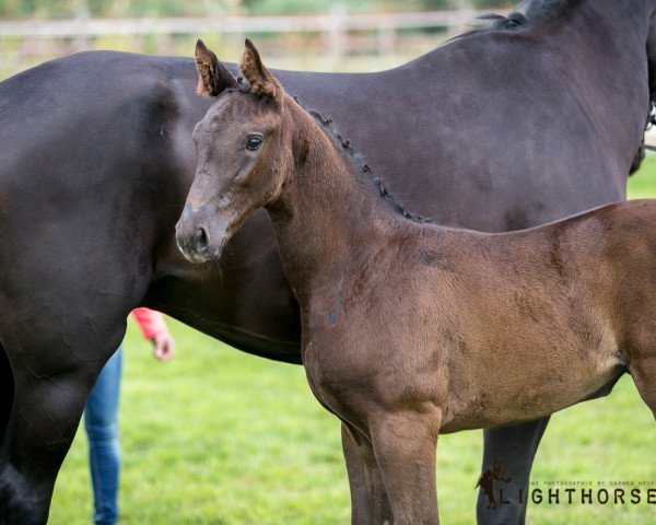 dressage horse Stute von Elton John / Rubin-Royal (Oldenburg, 2019, from Elton John Dvb)