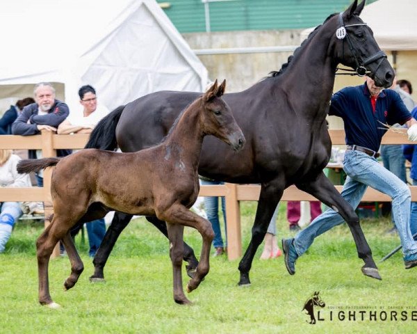 broodmare Delaia (Oldenburg, 2006, from Rubin Royal OLD)