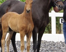 broodmare Darline (Oldenburg, 2007, from Rubin Royal OLD)