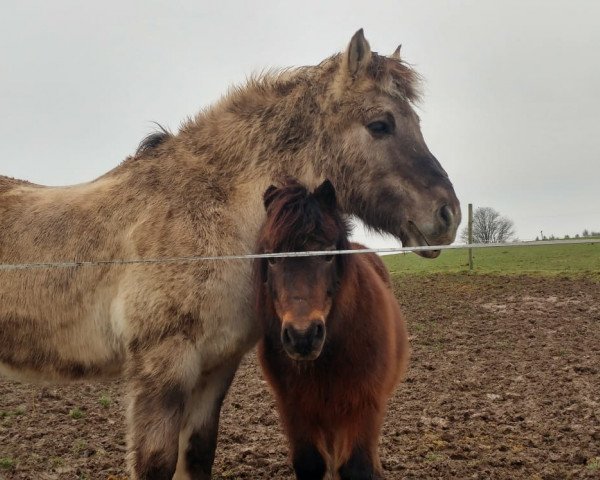 horse Sven (Fjord Horse, 1995, from Sensor)