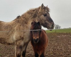 horse Sven (Fjordpferd, 1995, from Sensor)