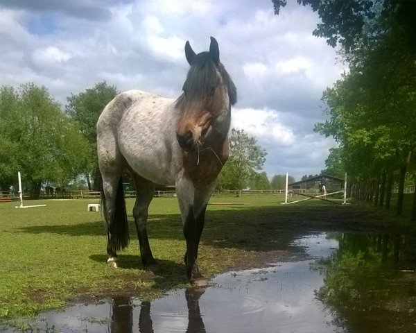 broodmare Dixi 243 (German Riding Pony, 1997, from Donauwind)