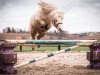 stallion Peregrin Tuk vom Brahmetal (Shetland pony (under 87 cm), 2016, from Fleetwood Ley Piano)