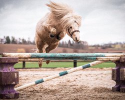 stallion Peregrin Tuk vom Brahmetal (Shetland pony (under 87 cm), 2016, from Fleetwood Ley Piano)