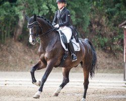 dressage horse Rumi 2 (Hanoverian, 2004, from Rotspon)