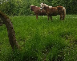 Pferd Nacio (Haflinger, 2018, von Newlook)