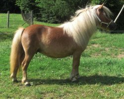 horse Beverly of Chestnut Stable (Shetland Pony (unter 87 cm), 2008, from Hawsker Excalliber)