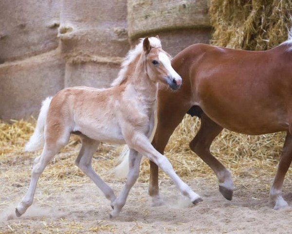 Pferd Bella Italia (Haflinger, 2020, von Sterngold)