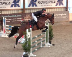 jumper Corsio Fly PS (Oldenburg show jumper, 2015, from Cornet du Lys)