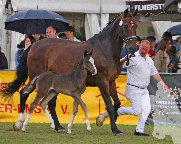 dressage horse Royal Schufro (German Warmblood, 2016, from Royal Florence)