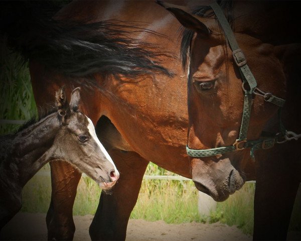 Zuchtstute Allegardens Malou (Dänisches Warmblut, 2000, von Don Schufro)