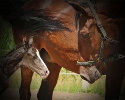 Pferd Allegardens Malou (Dänisches Warmblut, 2000, von Don Schufro)