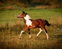 Pferd Comtess Freya (Pinto/Kleines Reitpferd, 2020, von Soel'rings Cadeau Noir)