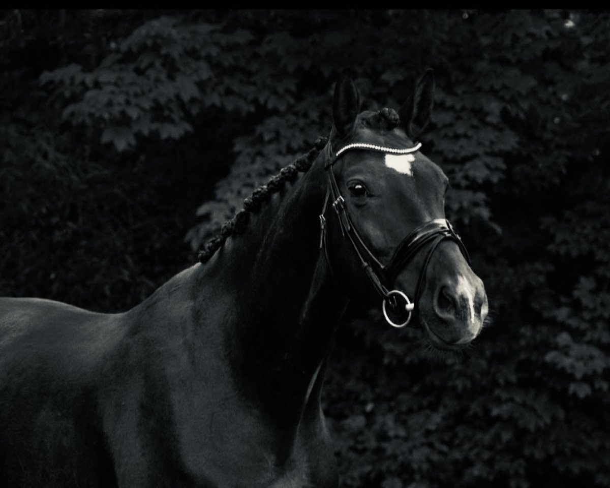Springpferd Cancara 17 (Holsteiner, 2015, von Cascado Elite)