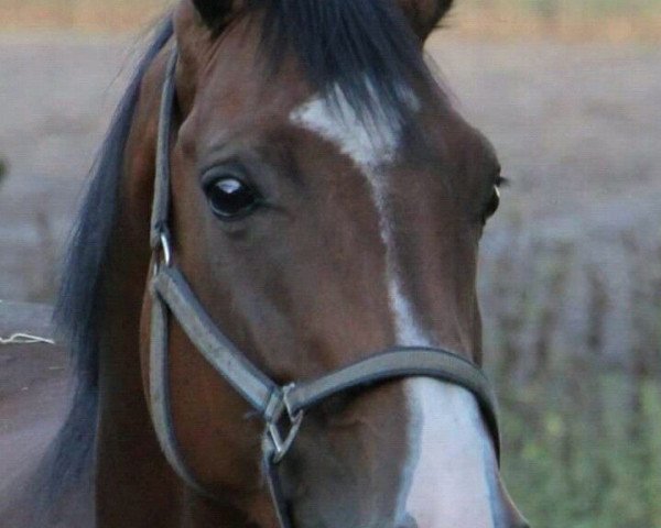 stallion Royal Florence (Hanoverian, 2011, from Royal Classic I)