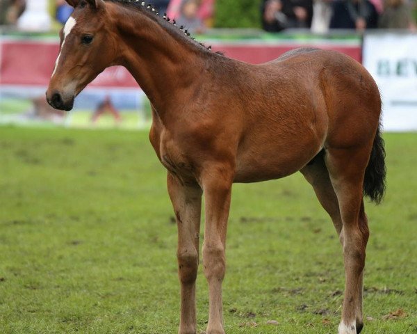 stallion Mercedes S (German Warmblood, 2017, from DSP Marc Cain)