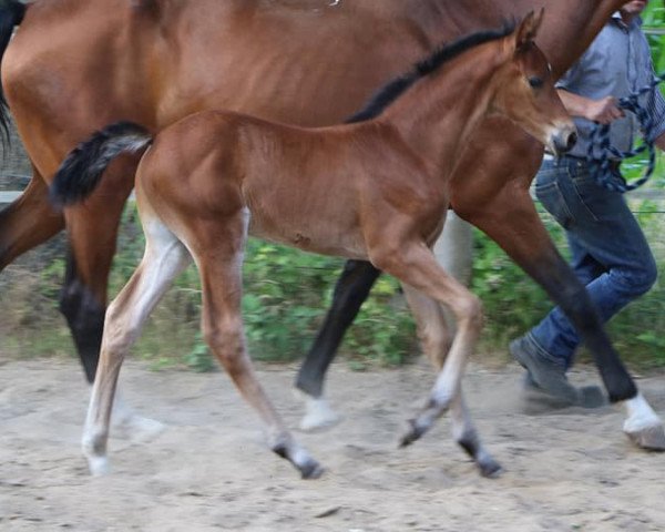 dressage horse Brasil (German Warmblood, 2018, from Bernay)