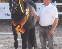 broodmare Philosophie (German Warmblood, 2011, from Dancier)