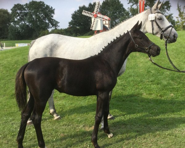 dressage horse For Romance x De Niro x Gribaldi (Westphalian, 2017, from For Romance I)