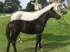 dressage horse For Romance x De Niro x Gribaldi (Westphalian, 2017, from For Romance I)