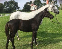 Dressurpferd For Romance x De Niro x Gribaldi (Westfale, 2017, von For Romance I)